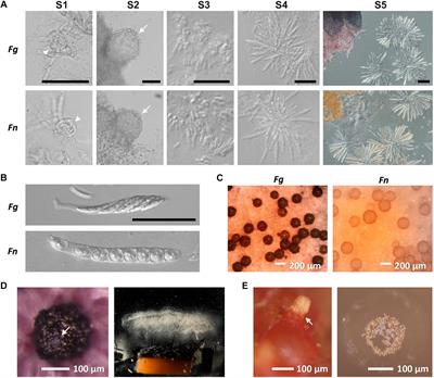 Comparative Genomics and Transcriptomics During Sexual Development Gives Insight Into the Life History of the Cosmopolitan Fungus Fusarium neocosmosporiellum